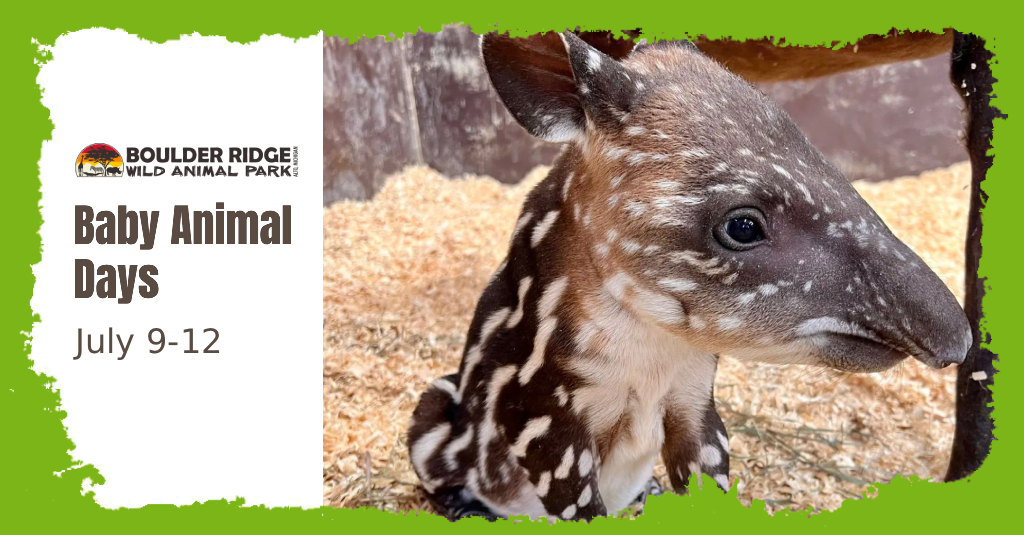 baby-animals-days-2
